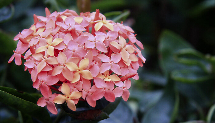 龙船花 龙船花