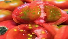 草莓柿子