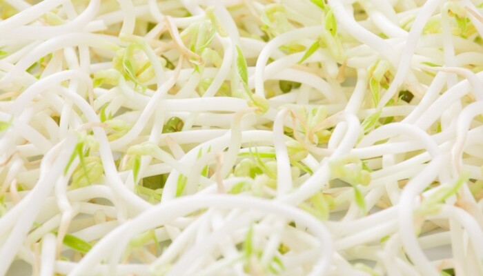 绿豆芽 绿豆芽