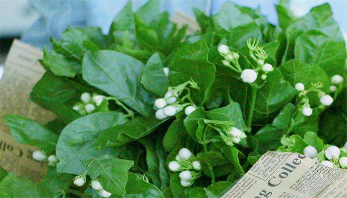 茉莉怎么换盆 茉莉怎么换盆