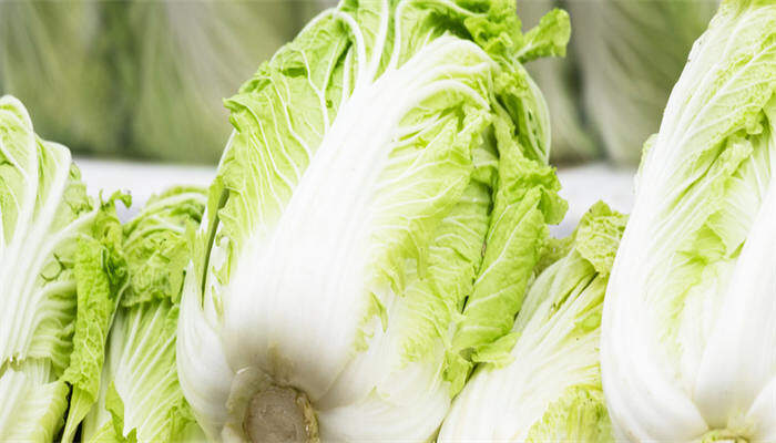 大白菜 大白菜