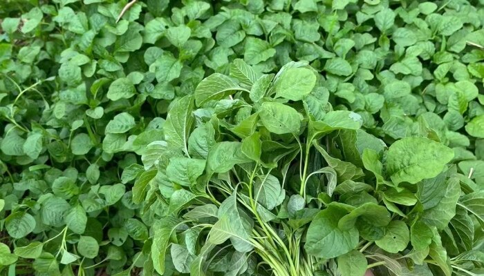 白苋菜 白苋菜