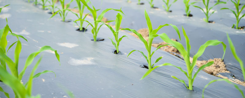 玉米可以移栽种植吗 玉米可以移栽种植吗