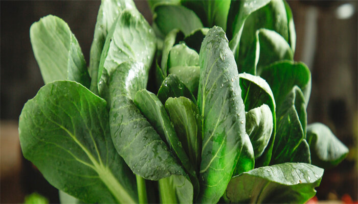 青梗菜 青梗菜