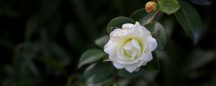 茶花一年四季都开花吗