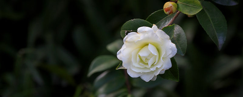 茶花一年四季都开花吗 茶花一年四季都开花吗