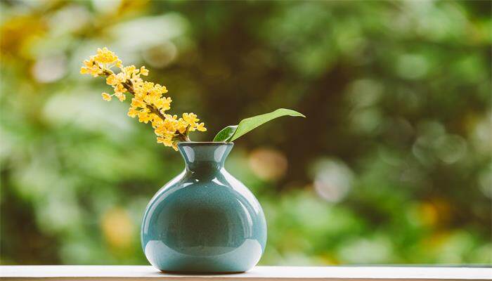 桂花从叶尖开始焦枯 桂花从叶尖开始焦枯