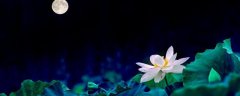 荷包花怎么浇水