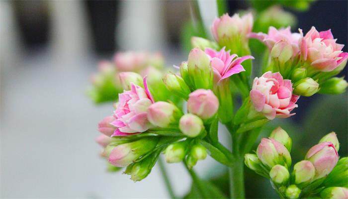 花盆里的小虫子如何清除 花盆里的小虫子如何清除