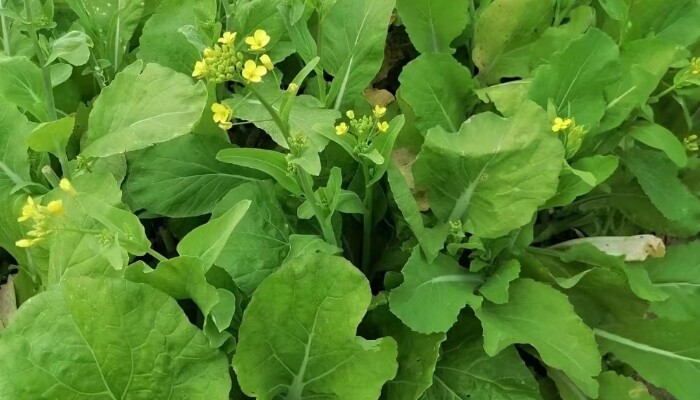 甜菜芯 甜菜芯