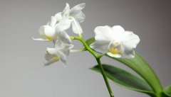 黄桷兰