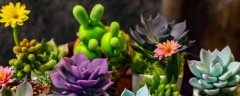 10种法师多肉
