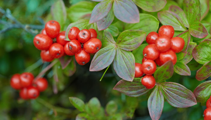 山茱萸 山茱萸