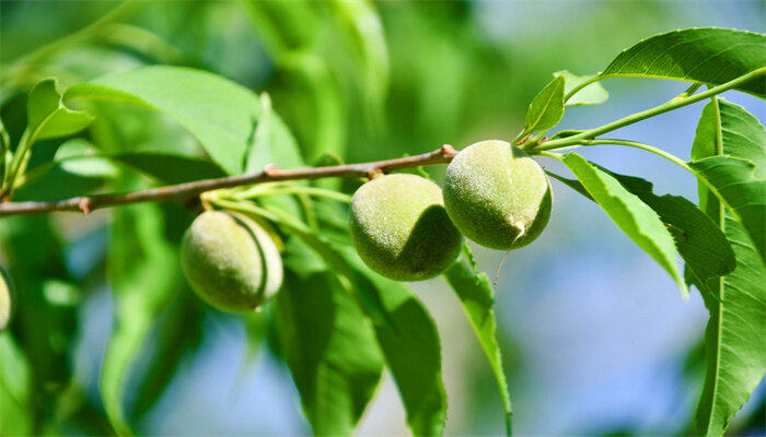 白花山桃 白花山桃