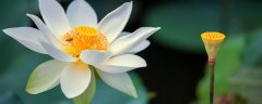 睡莲种土里行吗