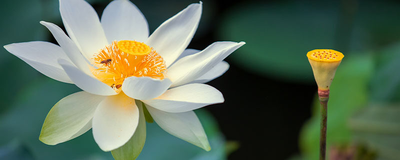 睡莲种土里行吗 睡莲种土里行吗