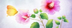 金玉满堂花的养殖方法和注意事项
