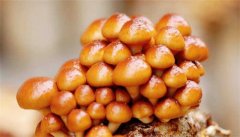 滑子菇