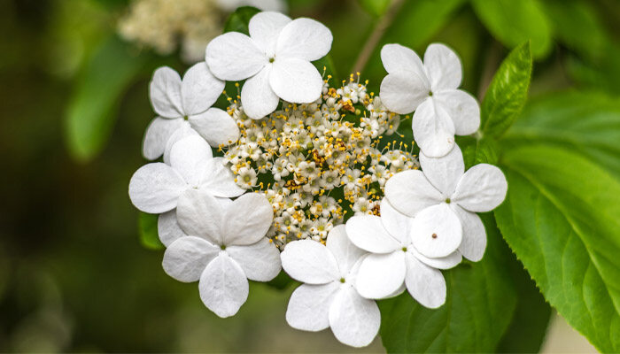 琼花 琼花