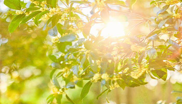 桂花从树上摘下后怎么处理 桂花从树上摘下后怎么处理