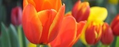 橙色郁金香花语