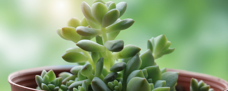 生长最快的盆栽植物 生长最快的盆栽植物