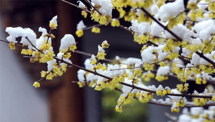 腊梅花语 腊梅花语