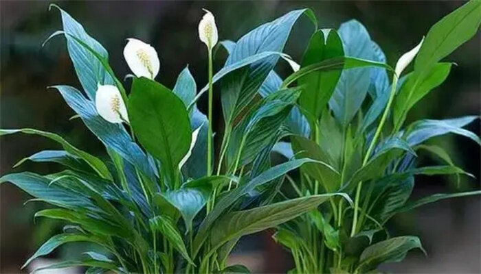 一帆风顺花怎么养 一帆风顺花怎么养