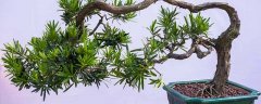 罗汉松生长速度