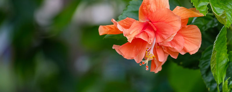 给花浇水什么时间好 给花浇水什么时间好