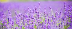 薰衣草花期