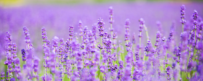 薰衣草花期 薰衣草花期