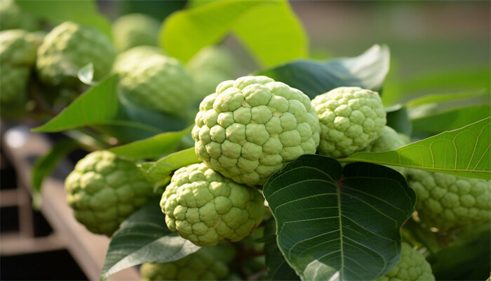 秘鲁番荔枝 秘鲁番荔枝