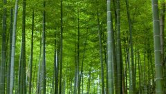 花中四君子指的是