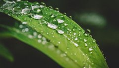白露节气的含义是什么