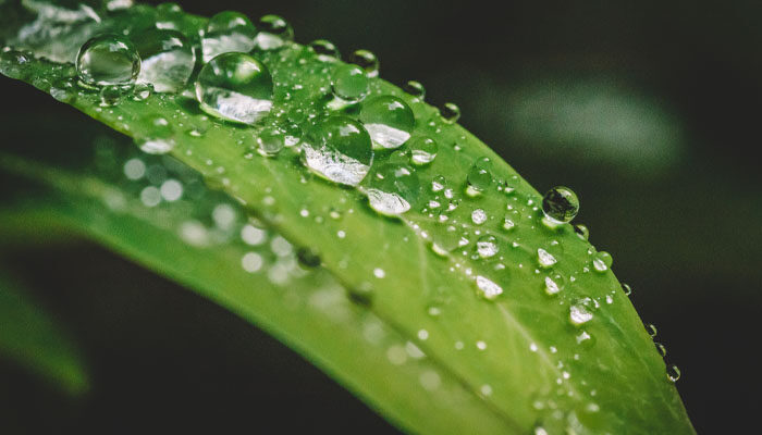 白露节气的含义是什么