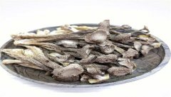 鹿茸菇