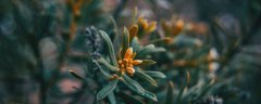 瑞香花的禁忌