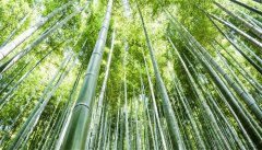 夏威夷竹子的养殖方法和注意事项
