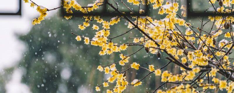 这花耐阴耐寒 这花耐阴耐寒