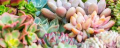 被吹上天的10种花