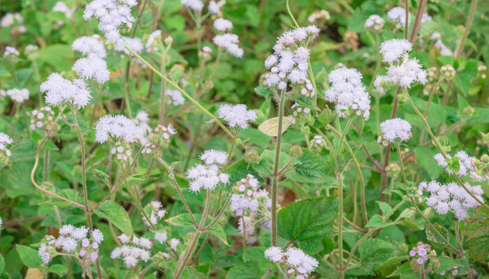 繁星花 繁星花