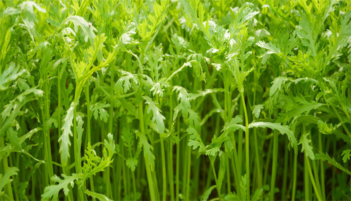 茼蒿菜 茼蒿菜