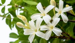 毛茉莉