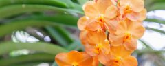 野生兰花是国家保护植物吗