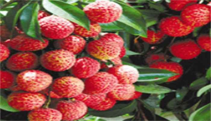 灵山荔枝 灵山荔枝