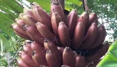 玫瑰蕉