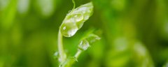 豌豆芽苗菜怎么种