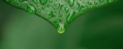 栀子花移栽后注意事项