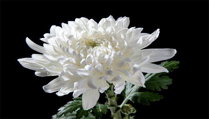 牡丹花介绍 牡丹花介绍